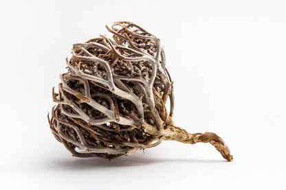 Rose de Jericho (Chajarat Mariam)